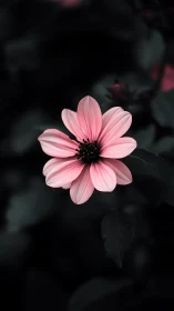 Pink Cosmos Bloom: Selective Color Isolation Against Atmospheric Backdrop.