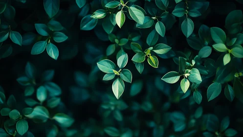 Selective focus on dense green foliage with shallow depth of field