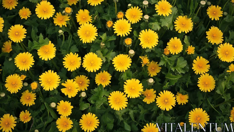 Dense Gerbera Daisy Floral Composition with Radial Petal Geometry