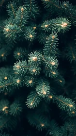 Evergreen conifer needles form dense, radially arranged clusters
