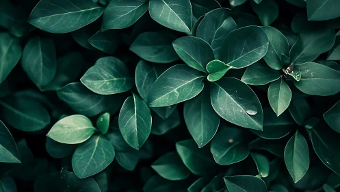 Leaf canopy macro with cool-toned contrast and surface droplets