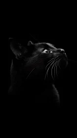 Black Cat Portrait Against Dark Background
