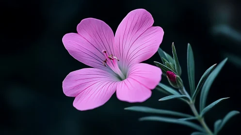 Pink Five-Petal Bloom Against Twilight Shadows.