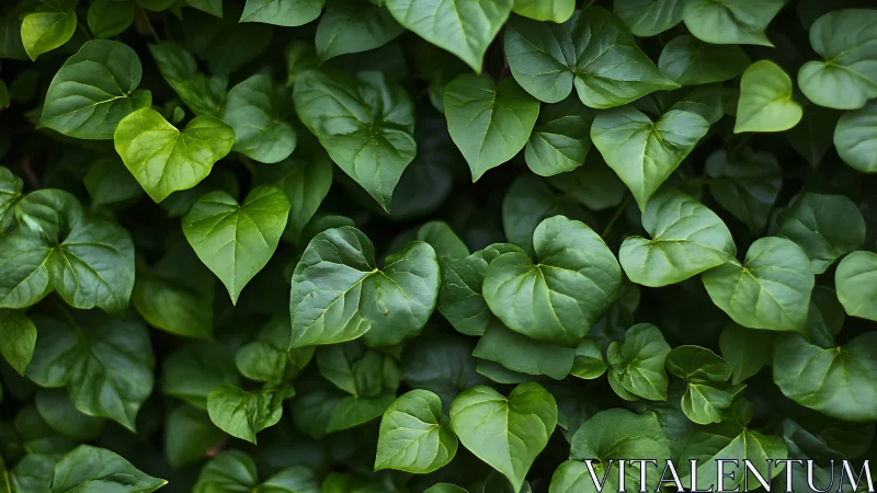 Heart-shaped ivy leaves form dense layered green canopy.