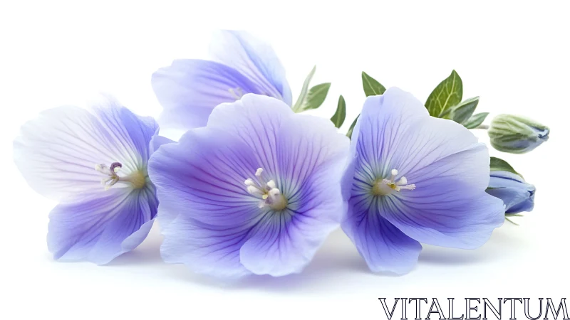 Purple Linum Flowers with Delicate Petals.