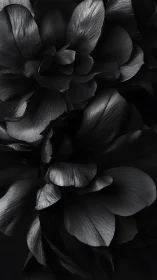 Black and white floral study. Dramatic chiaroscuro petals.