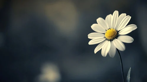 White Daisy with Golden Center Against Blurred Blue
