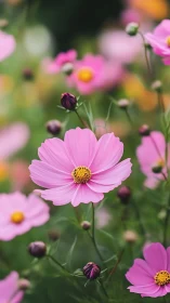 Pink Cosmos Flowers in Full Bloom.
