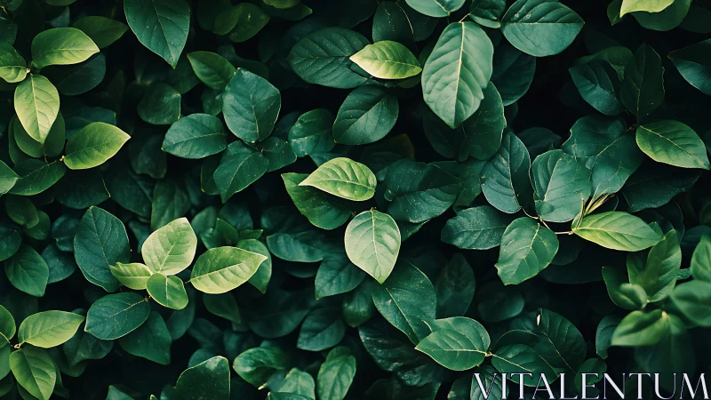 Dense green foliage fills frame with overlapping glossy leaves