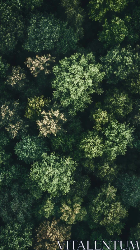 Aerial forest canopy view with differentiated tree density and light exposure.