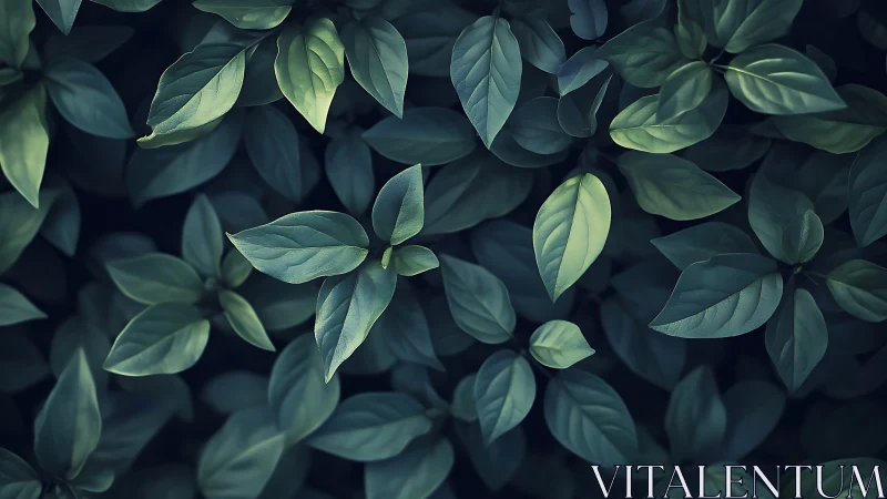 Top view of dense green foliage under soft low light.