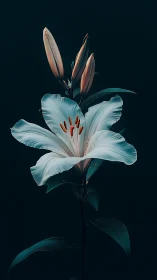 White Lily Bloom with Emerging Buds Against Dark Ground.