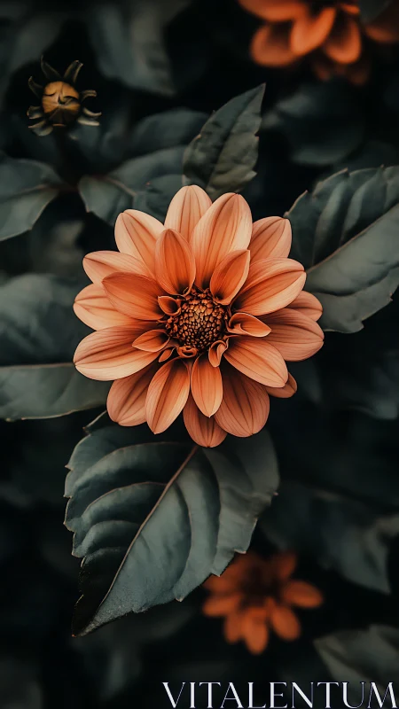 Coral Dahlia in Full Bloom Among Dark Foliage