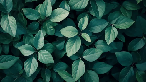 Emerald foliage canopy in soft diffused natural light.