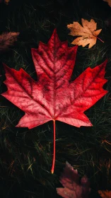 Red maple leaf rests on dark forest grass in autumn stillness.