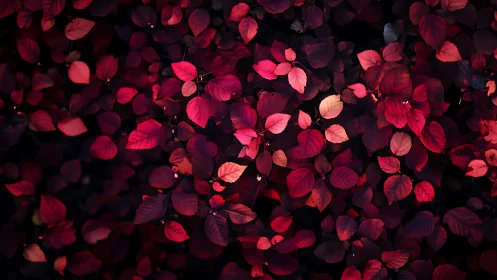 High-saturation crimson foliage under low directional light