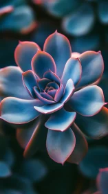 Midnight succulent rosette kissed with neon twilight edges.