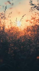 Sunlit meadow grasses in softly blurred dusk glow.