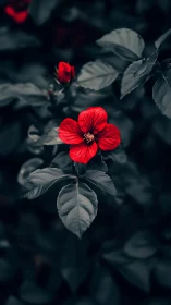 Vibrant Red Flower Against Desaturated Foliage with Selective Color Technique