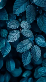 Moody blue leaves hold morning dew in soft natural light