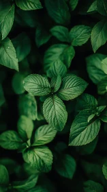 Close-up photograph shows clustered green leaves in focus