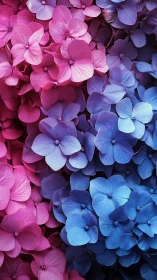 Chromatic Bloom Symphony: Magenta Meets Cerulean.