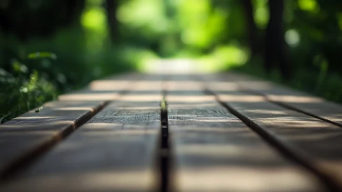 Wooden Path Through Sunlit Garden Canopy.