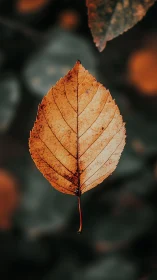 Single dried leaf in sharp focus against dark bokeh field.
