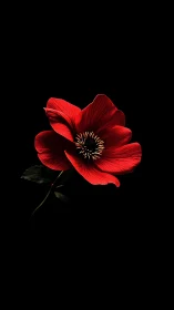 Red poppy flower blooms with radiant beauty against black