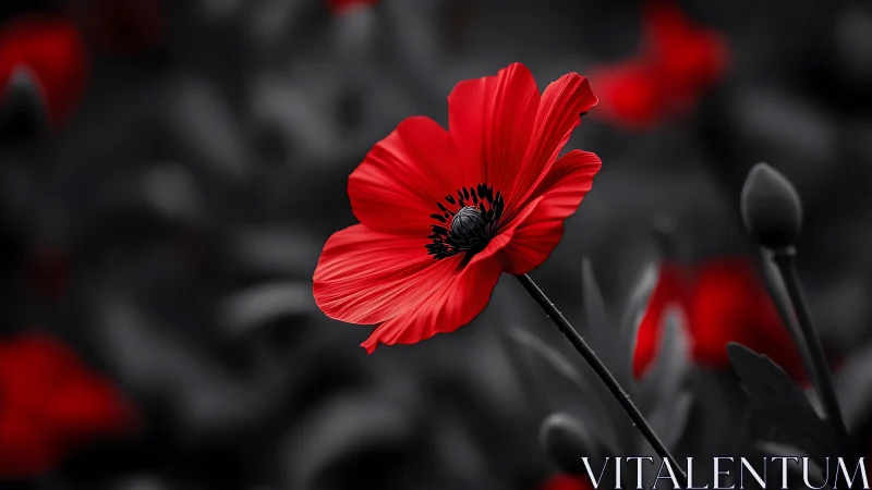 Red poppy flower in selective color photograph.