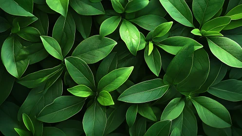 Top-down macro of glossy green foliage with soft diffused light