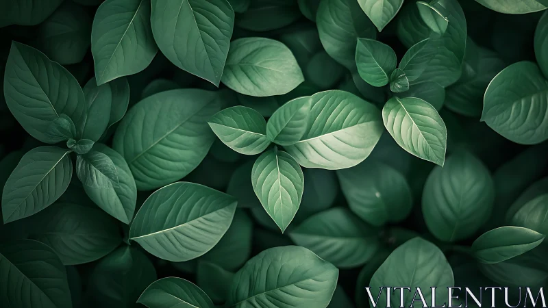Overhead view of dense green foliage with broad leaves.