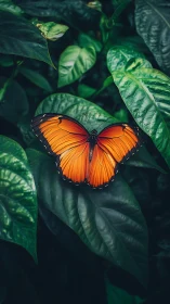 Orange butterfly on dark green foliage in close view.