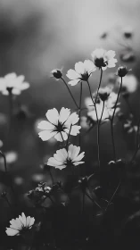 Daisy flowers in monochrome with selective focus on blooms