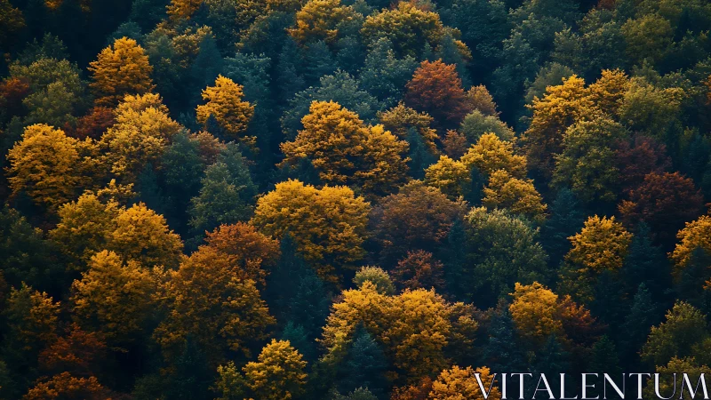 Dense autumn forest canopy glows with saturated color contrast.