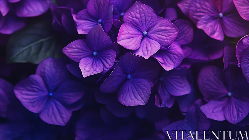 Purple Blossoms in Soft Focus Magic.