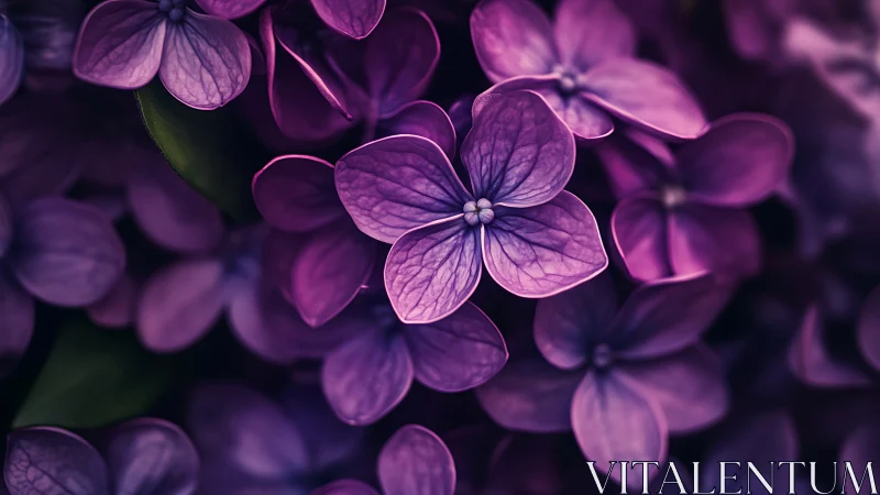 Purple Lilac Flowers in Soft Focus Bloom.