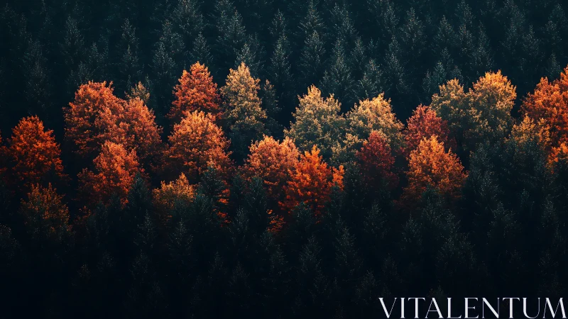 Autumn treeline glows against deep evergreen forest