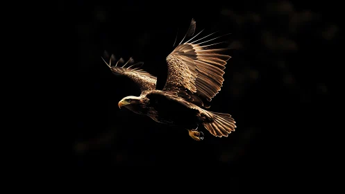 Majestic bald eagle in flight with dramatic lighting on dark background.