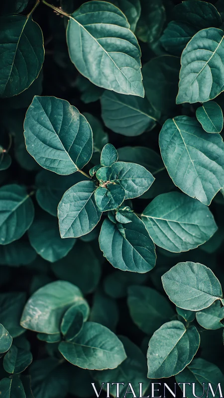 Teal green leaves form dense overlapping foliage pattern