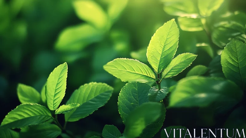 Sunlit Green Leaves in Nature, Soft Focus Botanical Photography.