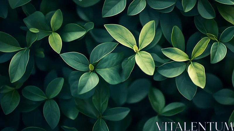 Lush green foliage under soft directional natural light.