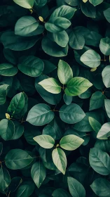 Dense green foliage pattern with layered oval leaves.