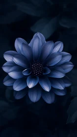 Blue Dahlia Flower Centered Against Dark Background.