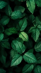 Deep emerald leaves create a calm, refreshing green haven