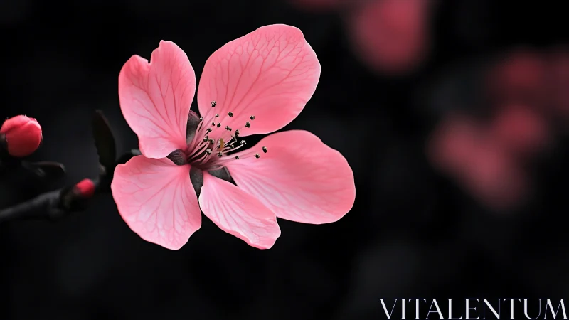 Luminous Blossom Emerges from Darkness.