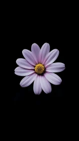 Purple Daisy Against Black Background.