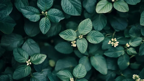 Green foliage with small buds in uniform top view composition.