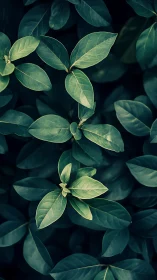 Moody top view highlights fresh green leaves over darkness