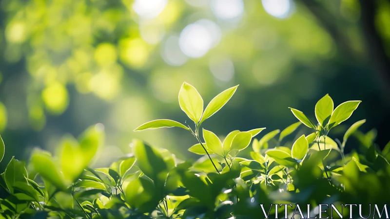 Gentle morning sunlight kissing tender green leaves softly.